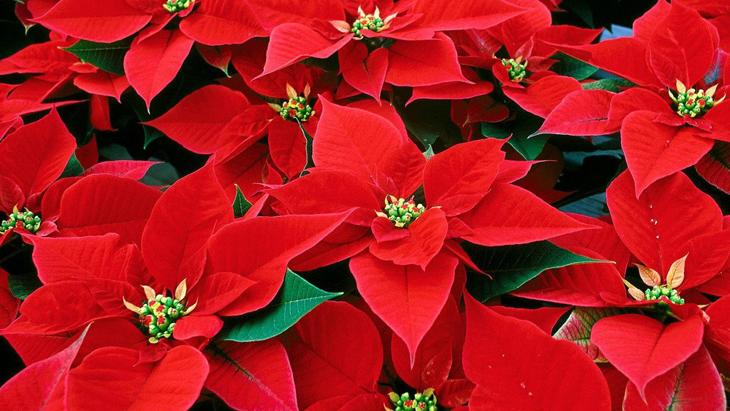 Esta Navidad disfruta en tu casa de las Poinsettias del Vivero Laldea de Fundabem