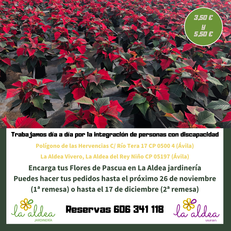 Ya puedes encargar tus Flores de Pascua