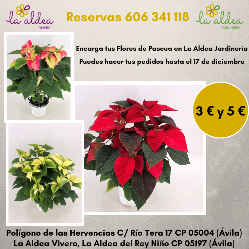 ¡Encarga ya tus flores de pascua en La Aldea Jardinería!