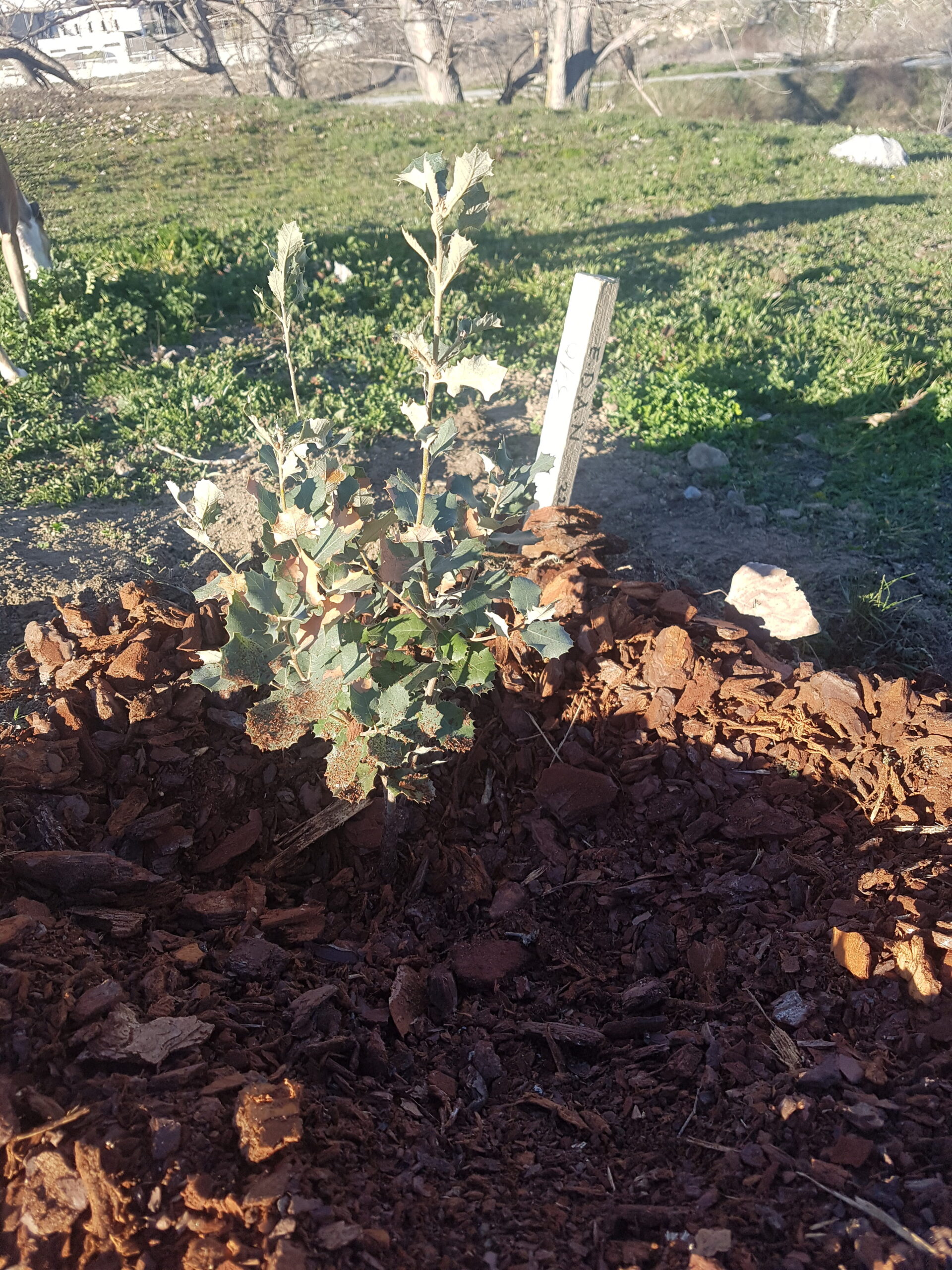 Acondicionando la plantación del puente de Las Sanguijuelas