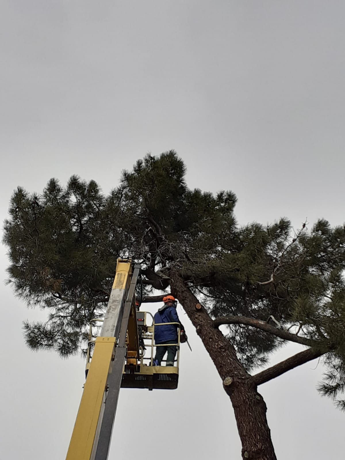 Poda en altura de pinos