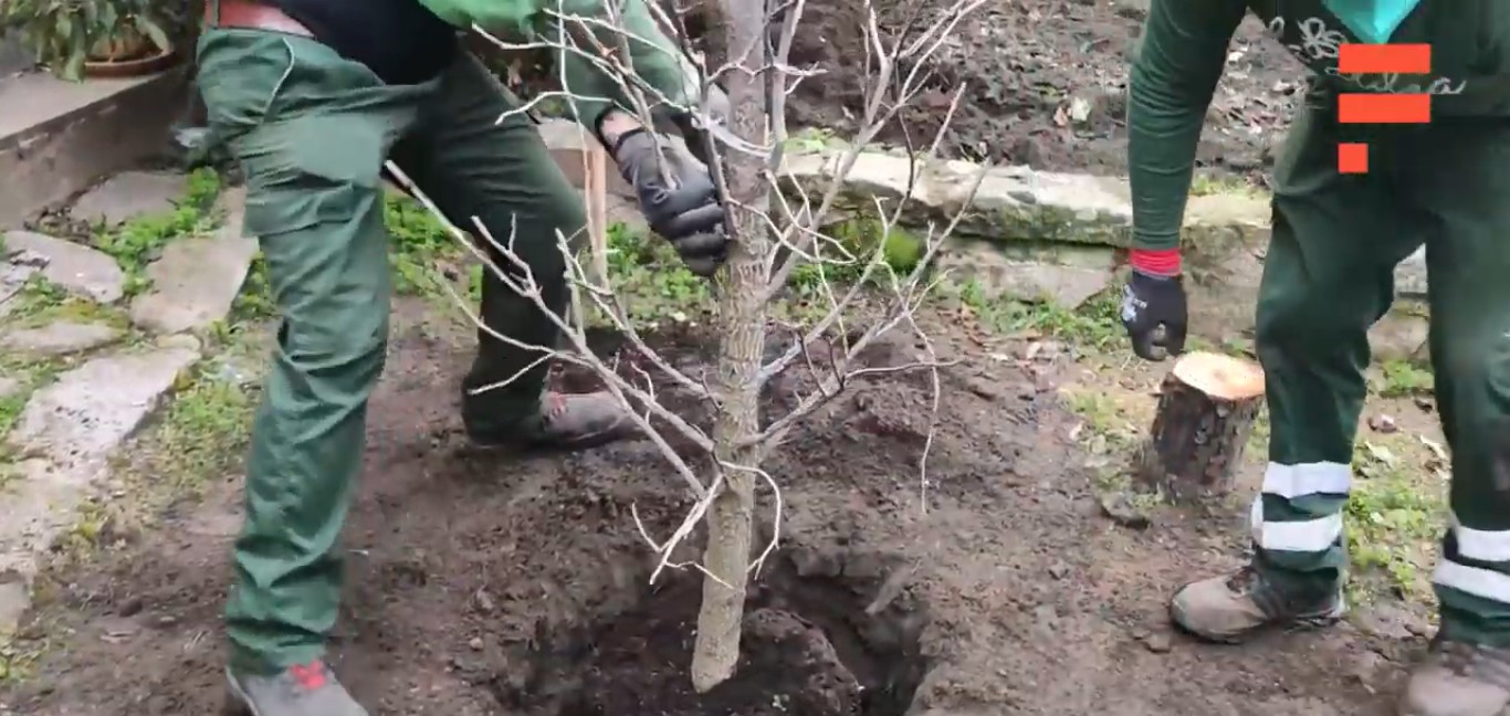 Como plantar un árbol de una manera correcta