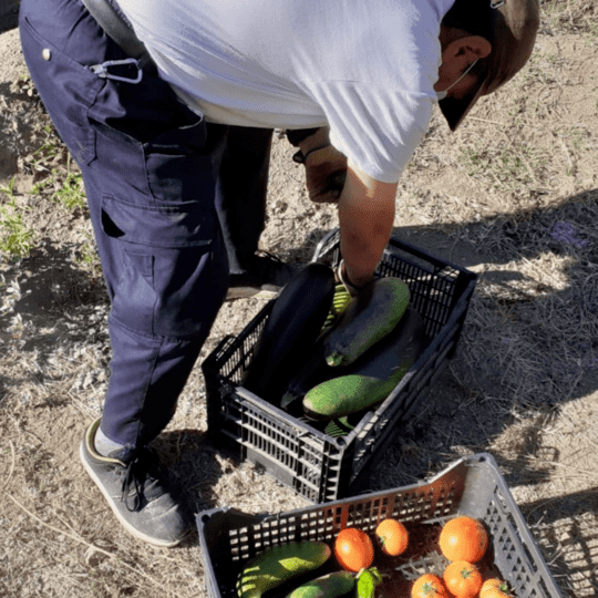 El trabajo de nuestras personas usuarias de Navaluenga comienza a dar sus frutos